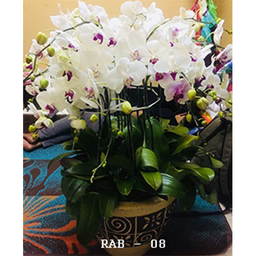 Toko Bunga Anggrek Bulan Terdekat & Cepat Kirim